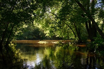 Zbiornik wodny w lesie