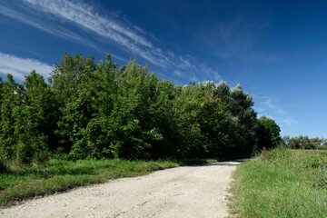 Szutrowa droga w  tle zielony las