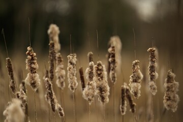 Close-up of numerous cattails in the foreground