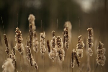 Close-up of numerous cattails in the foreground