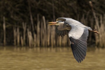 Grey heron in flight over water with distant reeds