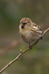 Fototapeta premium Female common redpoll perched on a branch against a blurred backdrop