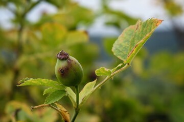 zielony owoc dzikiej róży