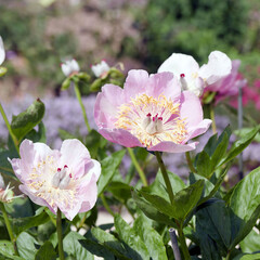 Bezaubernde Blumen des einstieligen Straußes von Pfingstrosen 'Rosa to Soft Salmon Saucer' (Paenia lactiflora cultivar 'Corali')
