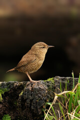 Eurasian wren perched on a stump