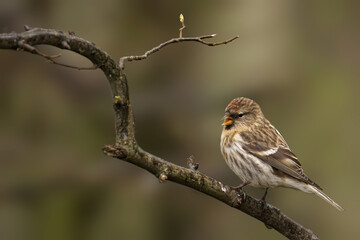 Female common redpoll perched on a branch against a blurred backdrop