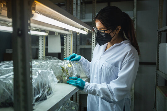 Scientist doing Orchid Conservation Work