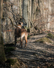 Belgian Shepherd dog strolling along a forest trail