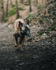 Belgian Shepherd dog strolling along a forest trail