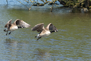 Canadian geese landing in Pond lake Richmond Park London