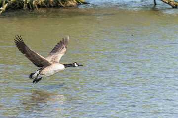 Canadian geese landing in Pond lake Richmond Park London
