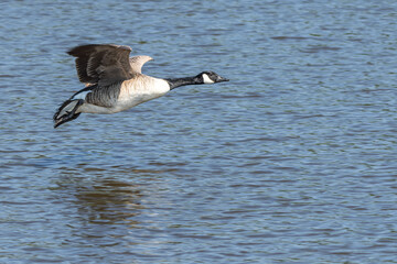 Canadian geese landing in Pond lake Richmond Park London