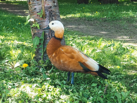 Ruddy shelduck relaxing on the lawn