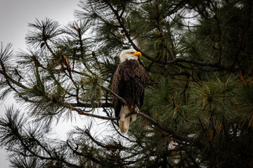 Bald Eagle in Western Montana