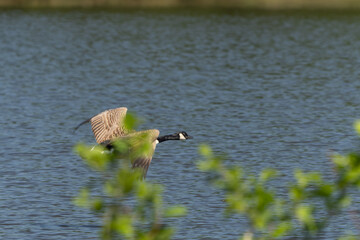 Canadian geese landing in Pond lake Richmond Park London