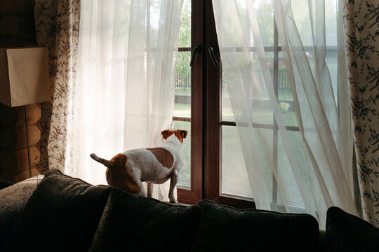 Dog Gazing Out Window at Home