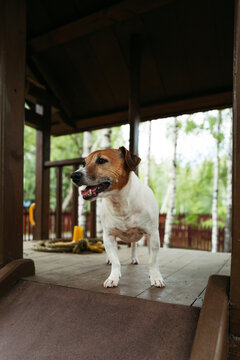 A wary Jack Russell on a wooden platform