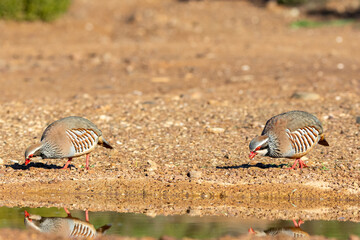 Two red-legged partridges foraging in the dirt.