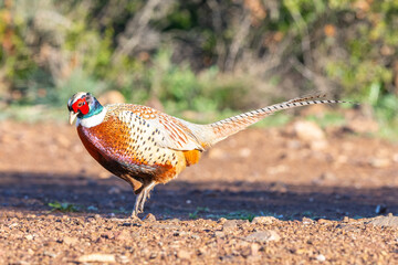 Ring-necked pheasant on the ground in soil.