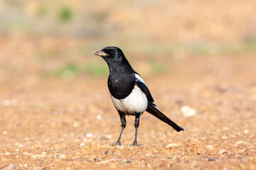 Fototapeta premium Magpie perched on soil ground.