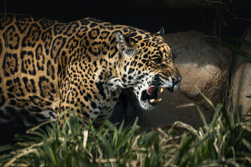 Adult jaguar with a wide-open mouth wandering among rocks.