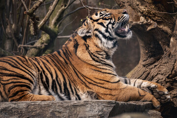 Tiger resting by a tree in sunlight.