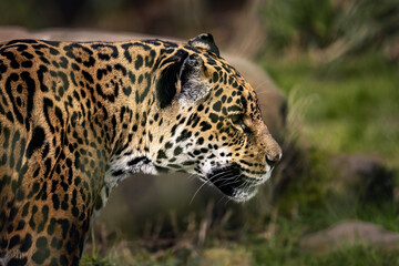 Adult jaguar with a wide-open mouth wandering among rocks.