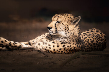 Adult jaguar with a wide-open mouth wandering among rocks.
