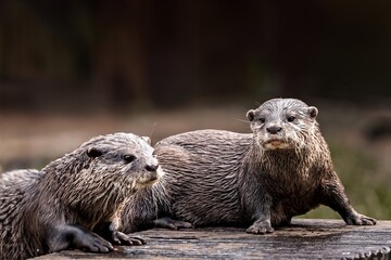Two otters on a log by the water.