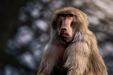 Baboon perched on a rock, glancing over its shoulder.