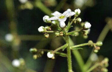 Weiße Blüten an einem Host-Steinbrech 