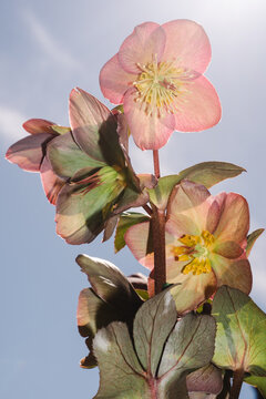 Pink Hellebore Bloom