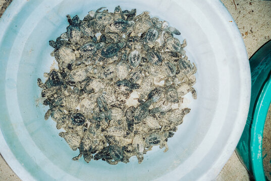 Baby turtles in the bowl after hatching ready to be released 