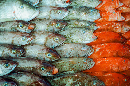Fresh catch on local market shot on film with  camera flash
