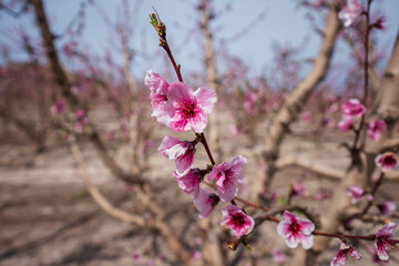 a large bunch of flowers growing on branches in a field