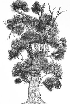 Ink illustration of a tree, pen drawing 