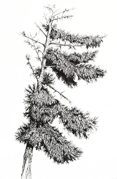 Ink illustration of a tree, pen drawing 