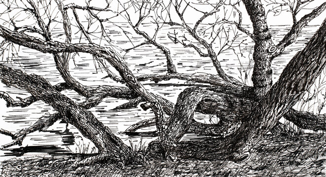 Ink illustration of a tree, pen drawing 