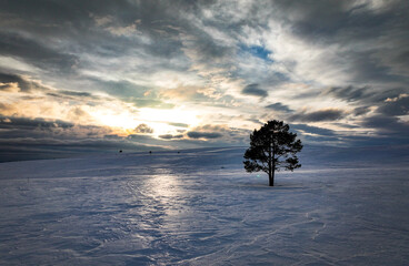 Sun setting behind snow-covered tree