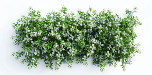 6 top view of bushes with flowers on white background, isolated, 3d rendering, 45 degree angle.