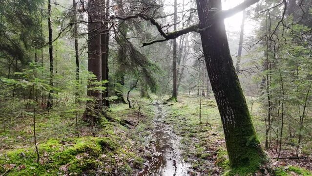 Pull back shot of New Forest showing a narrow stream of water