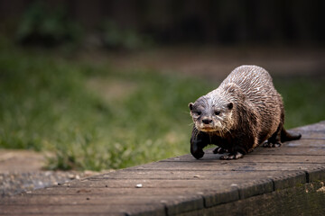Otter strolling on a path towards a pond.