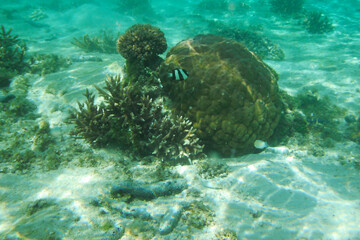 Scenic view of fish gliding above a vibrant coral reef at Tumon Beach, Guam, USA