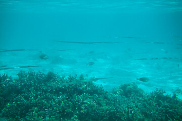 Scenic view of fish gliding above a vibrant coral reef at Tumon Beach, Guam, USA