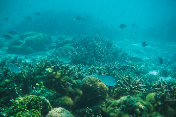 Scenic view of fish gliding above a vibrant coral reef at Tumon Beach, Guam, USA