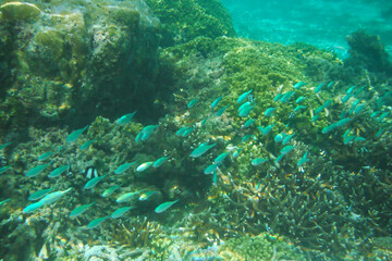 Scenic view of fish gliding above a vibrant coral reef at Tumon Beach, Guam, USA