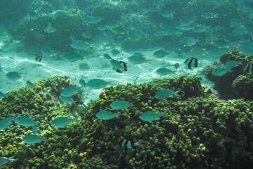 Scenic view of fish gliding above a vibrant coral reef at Tumon Beach, Guam, USA