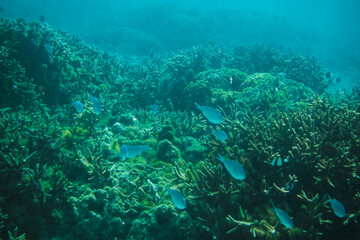 Scenic view of fish gliding above a vibrant coral reef at Tumon Beach, Guam, USA