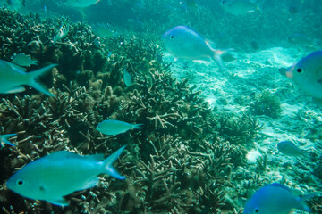 Blue fish swimming in the vibrant coral reef waters of Tumon Beach