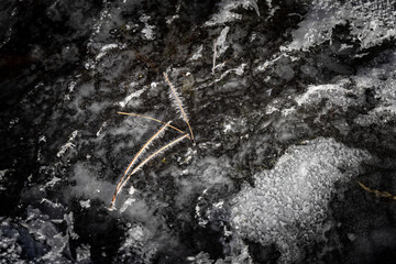 Icy pine needles in Western Montana